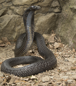 snake